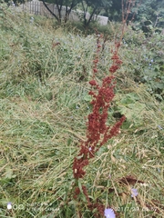 Rumex