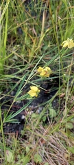 Lysimachia quadriflora