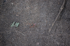 Leptomyrmex tibialis