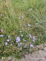 Cichorium intybus