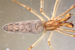 Tetragnatha mandibulata