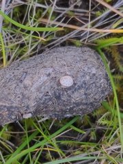 Poronia erici