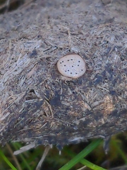 Poronia erici