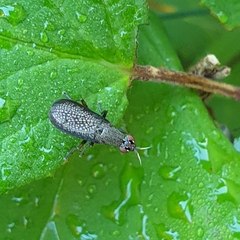 Coremacera marginata