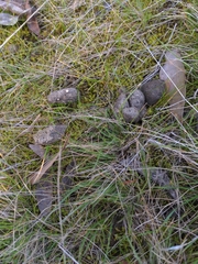 Poronia erici