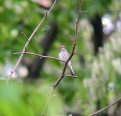 Muscicapa griseisticta