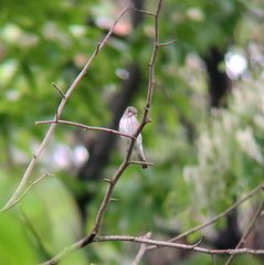 Muscicapa griseisticta