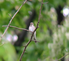 Muscicapa griseisticta