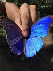 Morpho menelaus amathonte