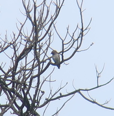 Muscicapa griseisticta