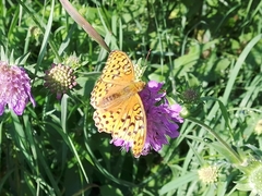Argynnis adippe