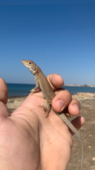 Acanthodactylus schreiberi