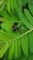 Trigonidium cicindeloides