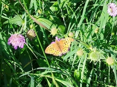 Argynnis adippe