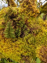 Adenophorus tamariscinus