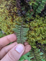 Adenophorus tamariscinus