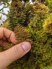 Adenophorus tamariscinus