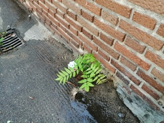 Ailanthus altissima