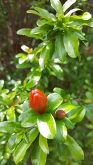 Punica granatum