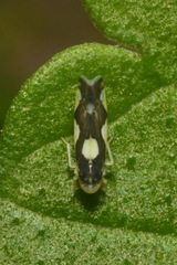 Eupteryx vittata