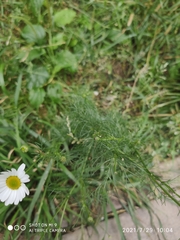 Tripleurospermum inodorum