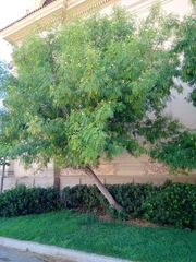 Leucaena leucocephala