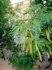 Leucaena leucocephala