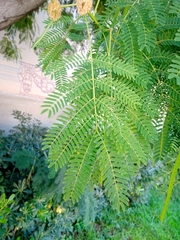 Leucaena leucocephala