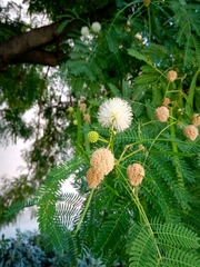 Leucaena leucocephala