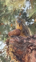 Sciurus niger