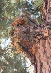 Sciurus niger