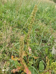 Rumex