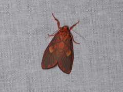Ammatho cuneonotatus