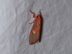 Ammatho cuneonotatus