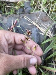 Anticlea occidentalis