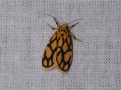 Miltochrista conjunctana