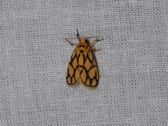 Miltochrista conjunctana