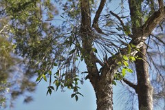 Dendrobium tetragonum melaleucaphilum