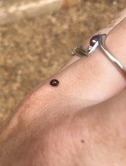 Hyperaspis lateralis