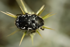 Aethiessa mesopotamica