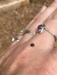 Hyperaspis lateralis