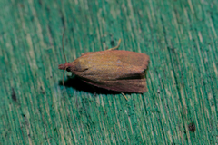 Celypha rosaceana
