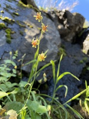 Anticlea occidentalis