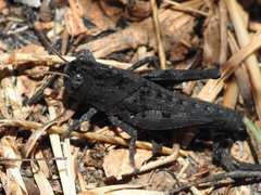 Locusta migratoria cinerascens