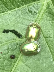 Charidotella succinea