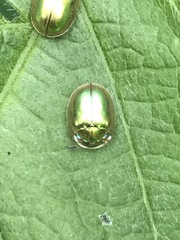 Charidotella succinea