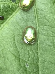 Charidotella succinea