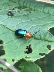 Syphrea flavicollis