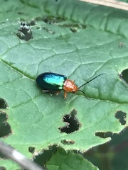 Syphrea flavicollis