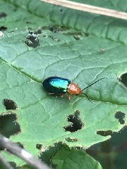 Syphrea flavicollis